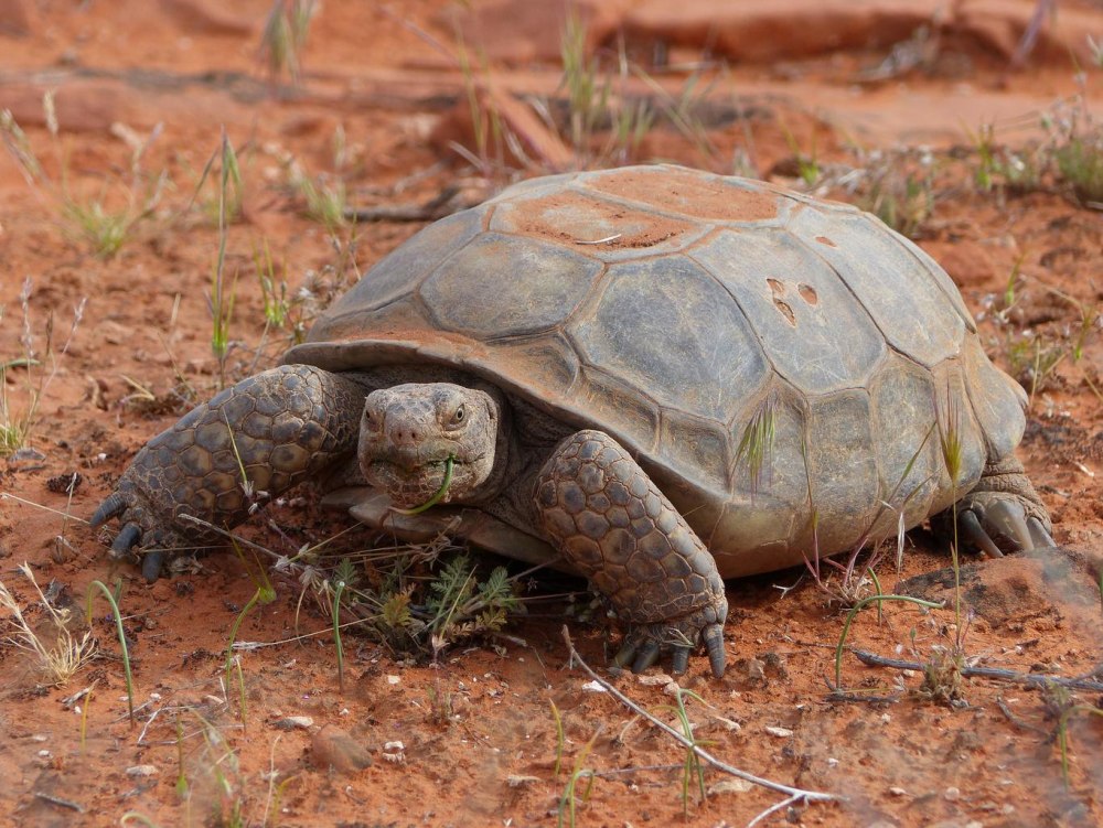 Gopherus agassizii