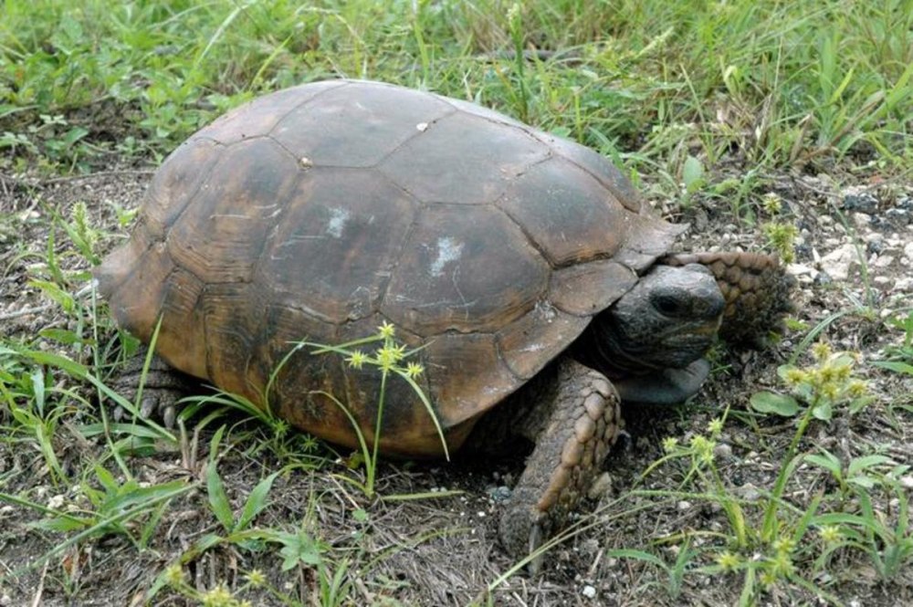 Гофер (Gopherus Polyphemus) Америка