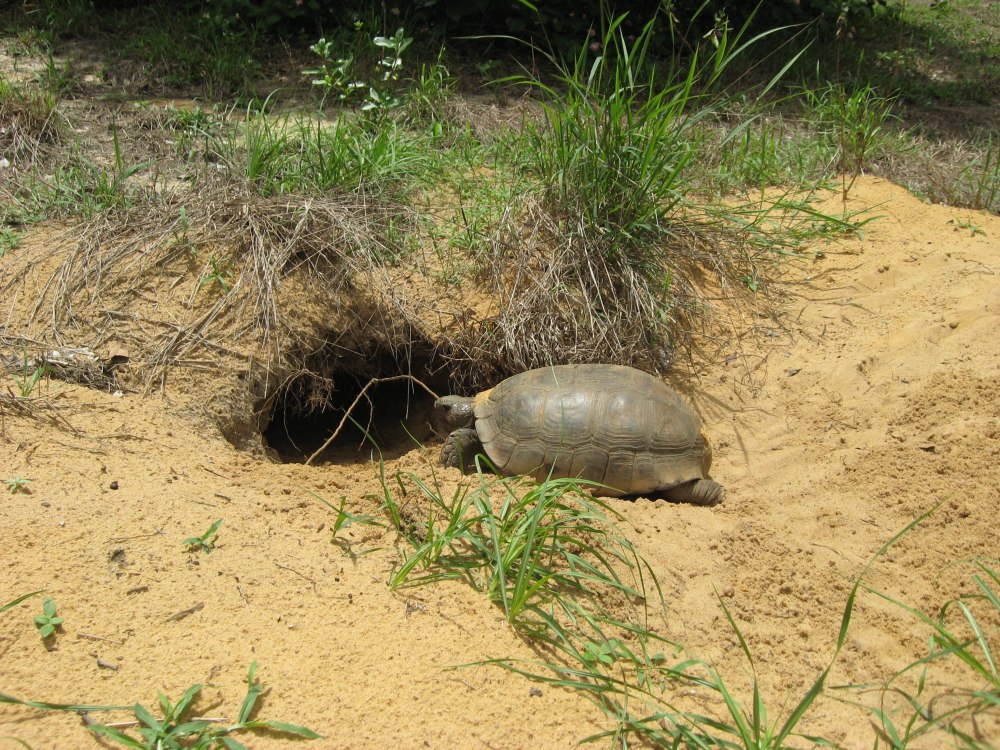 Burrows Tortoises