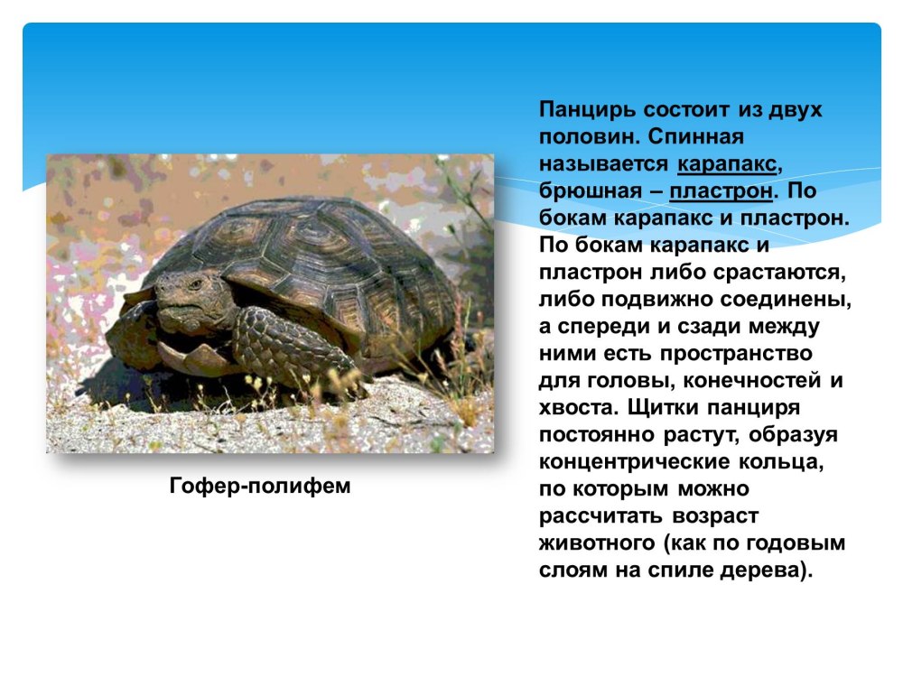 Черепахи гоферы