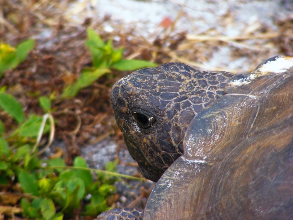 Гофер (Gopherus Polyphemus) Америка