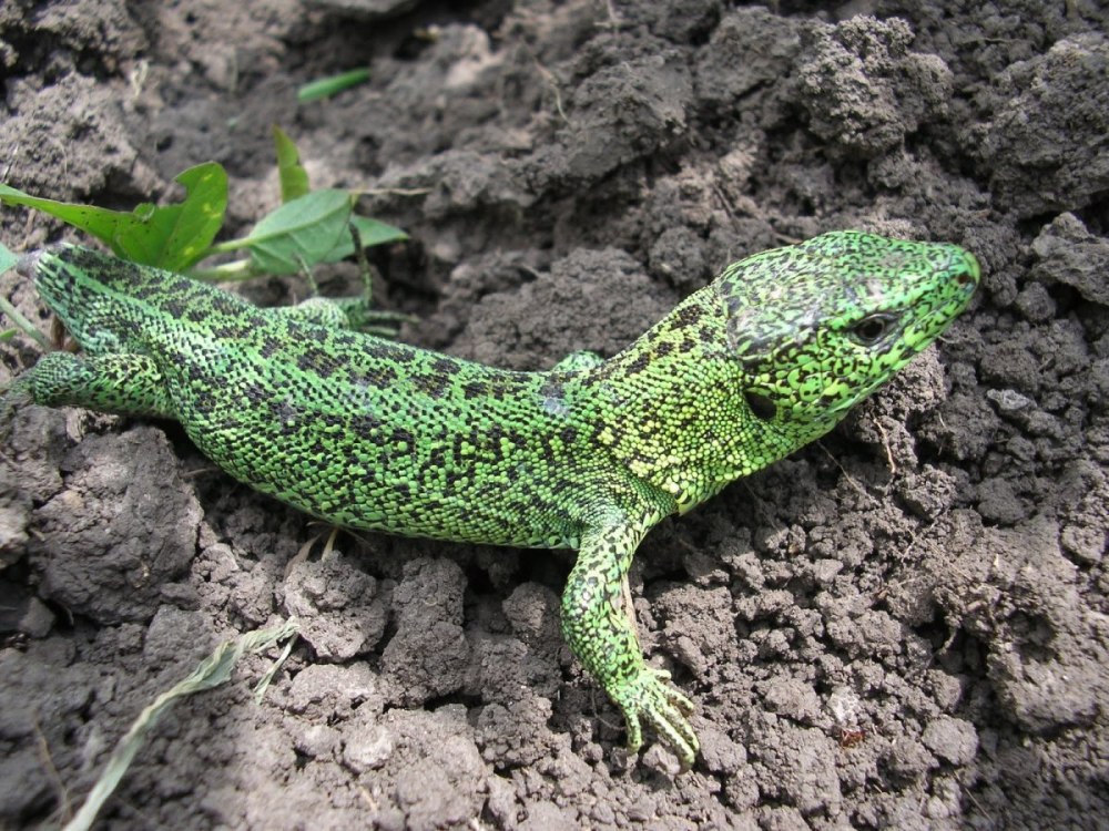 Королевская ящерица зеленая