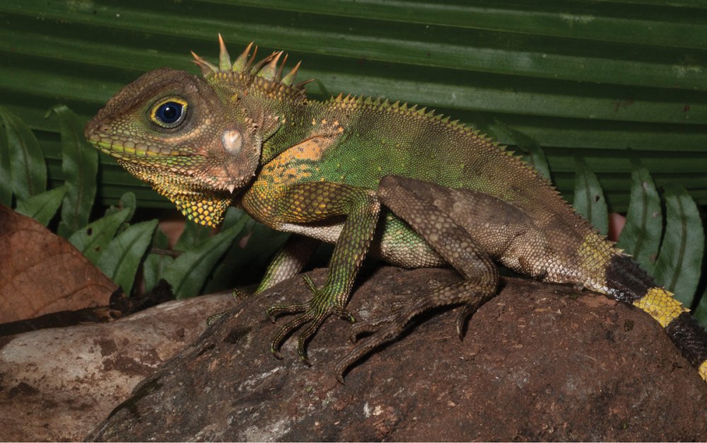 Gonocephalus Grandis