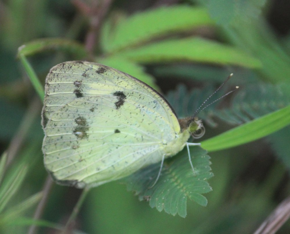 Ixias pyrene insignis