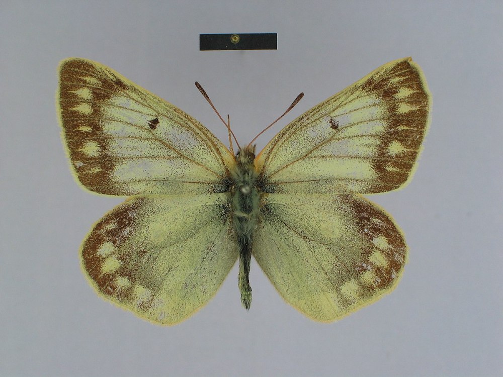 COLIAS felderi