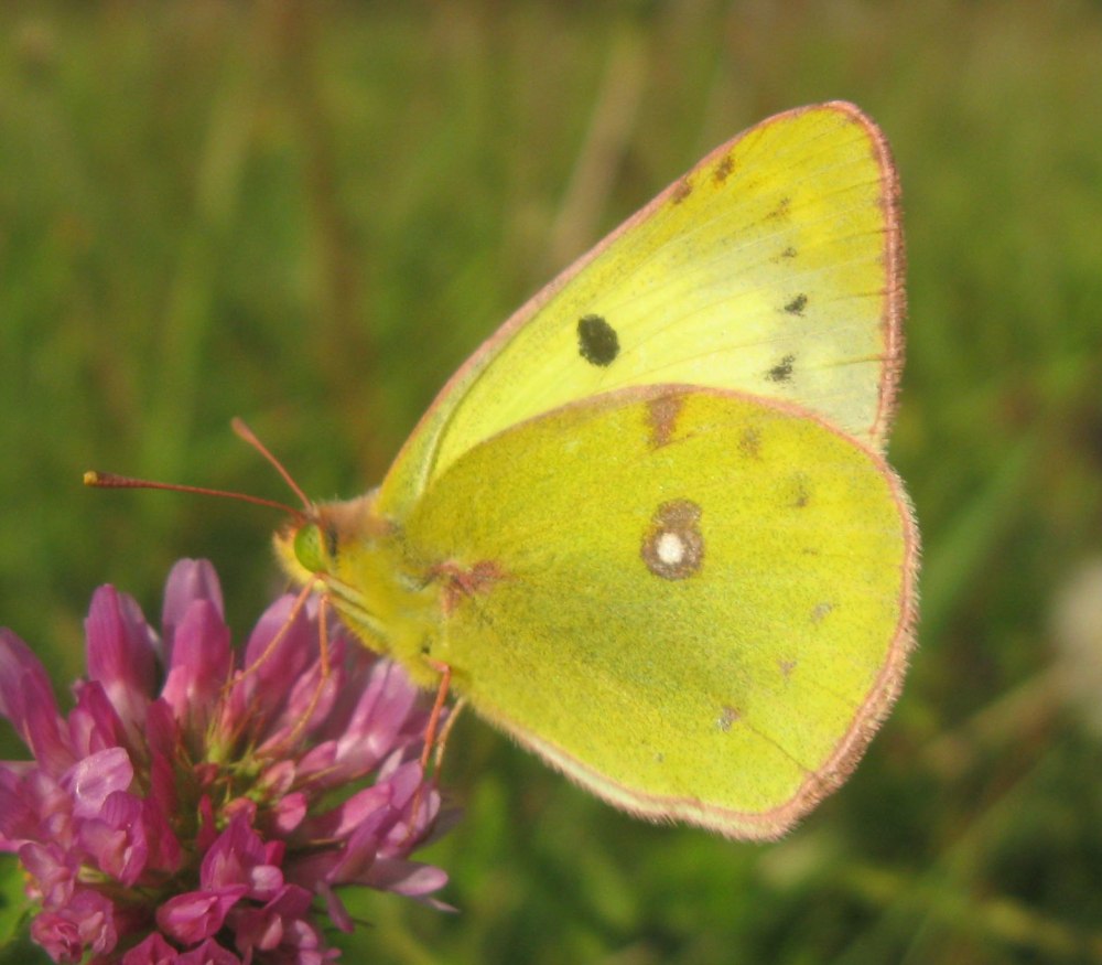 COLIAS hyale