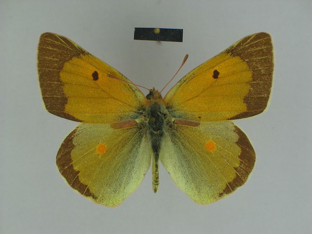 COLIAS chrysotheme