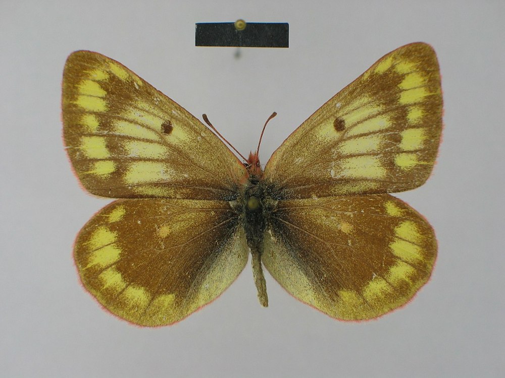 COLIAS Hyperborea