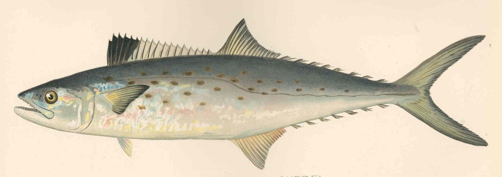 Scomberomorus maculatus