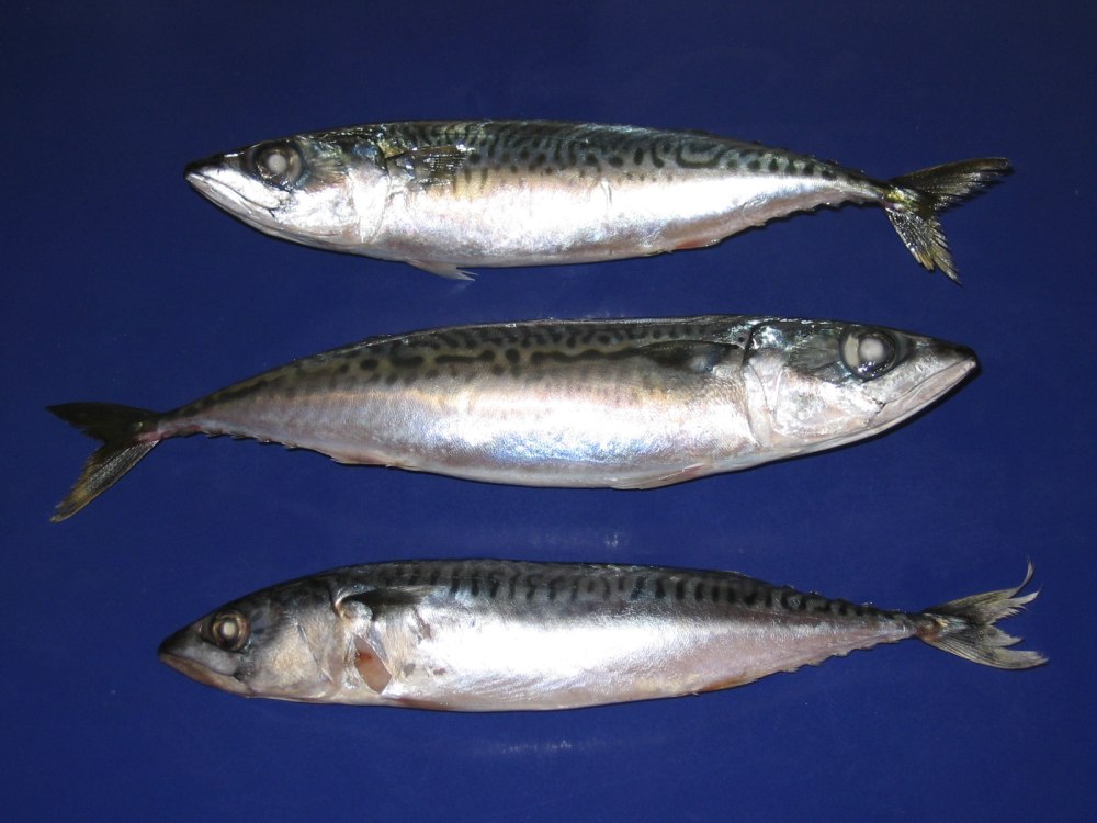 Японская скумбрия Scomber japonicus