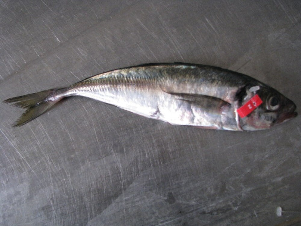 Заколоть макрель