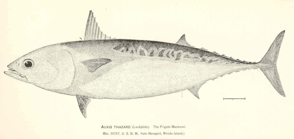 Auxis Thazard