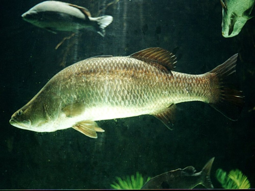 Barramundi рыба