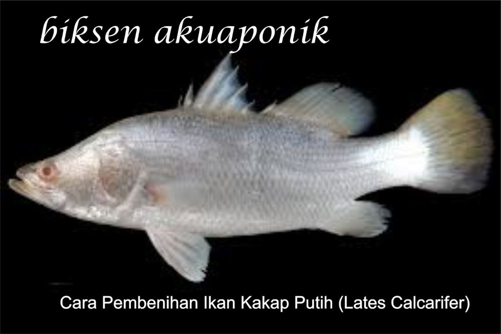 Барамунди альбино
