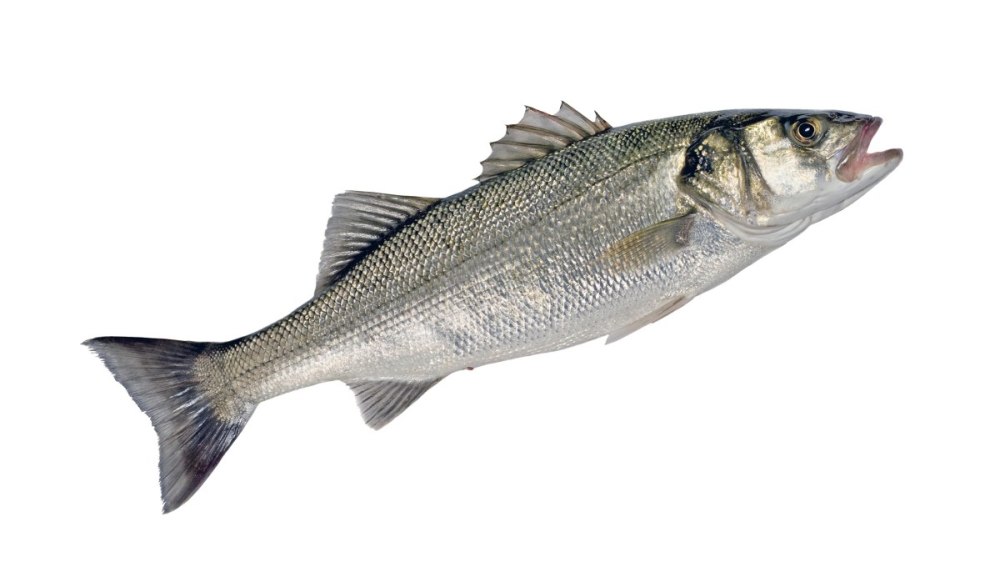 Sea Bass isolated