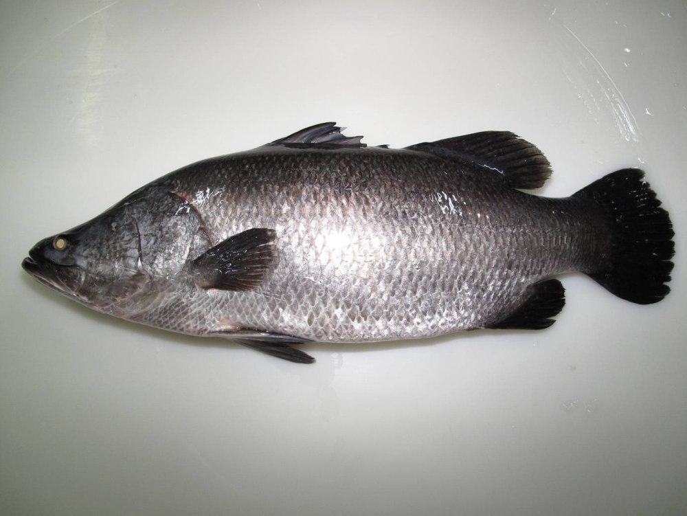 Морской окунь Барамунди
