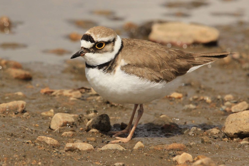 Charadrius dubius