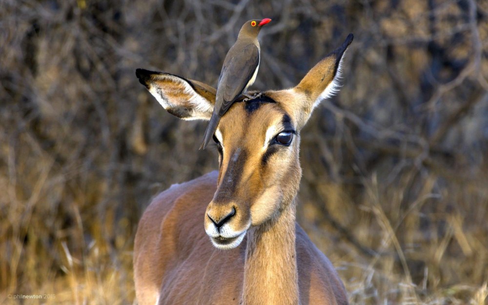 Род карликовые антилопы
