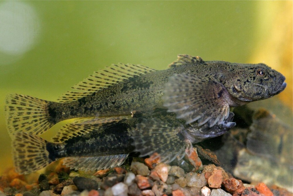 Обыкновенный подкаменщик (COTTUS gobio)