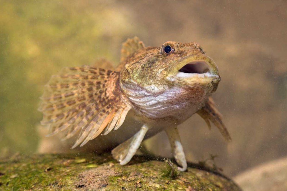 Обыкновенный подкаменщик (COTTUS gobio)