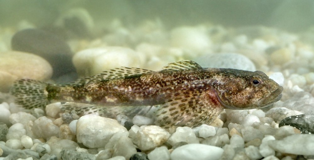 Обыкновенный подкаменщик (COTTUS gobio)
