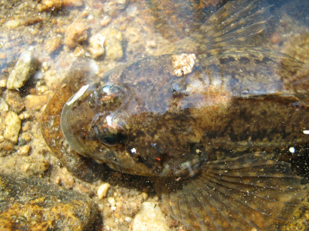 Обыкновенный подкаменщик COTTUS gobio Linnaeus, 1758