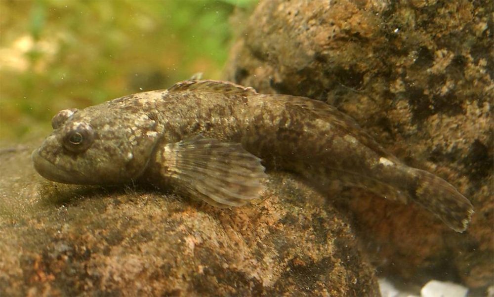 Обыкновенный подкаменщик (COTTUS gobio)