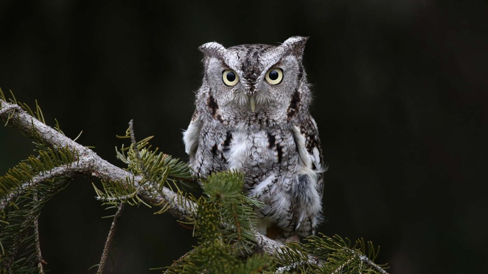 Joel Sartore североамериканская совка (megascops ASIO)