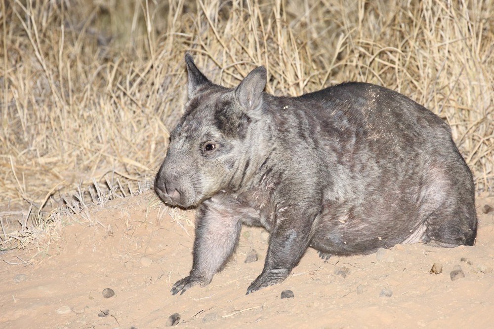 Lasiorhinus krefftii