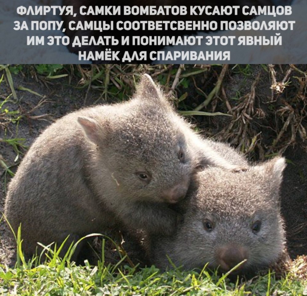Помет вомбата