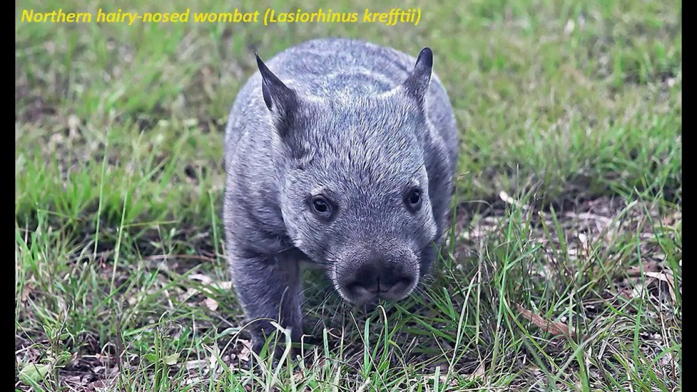 Северный длинношерстный вомбат (Lasiorhinus)