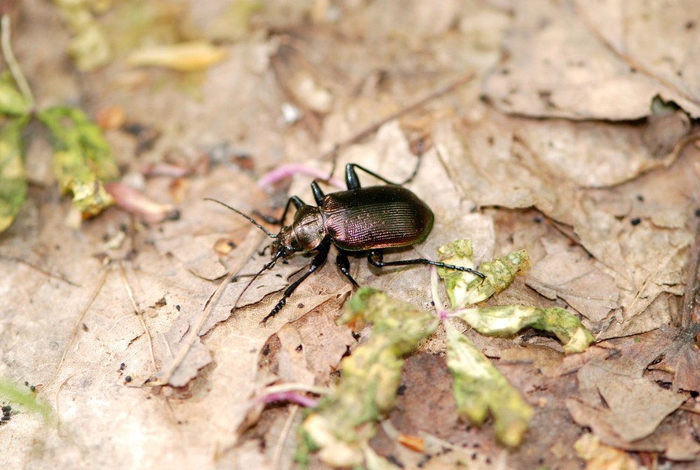 Красотел пахучий личинка