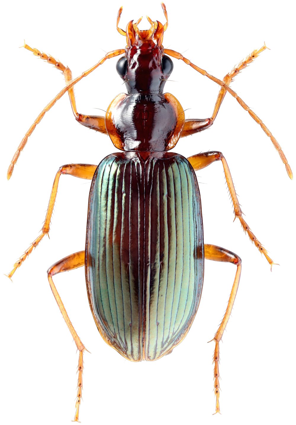 Carabidae Nebriini