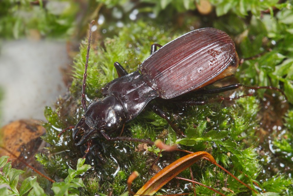 Phrynomantis Microps