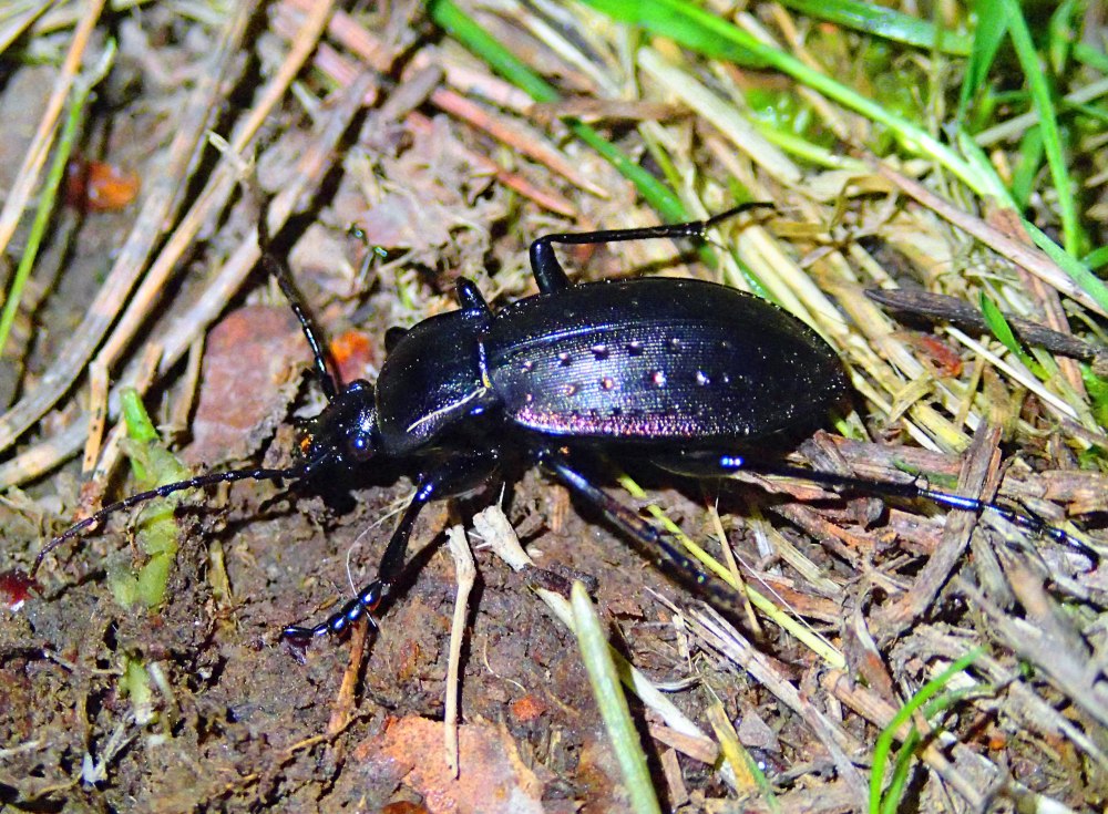 Жужелица Садовая - Carabus Hortensis