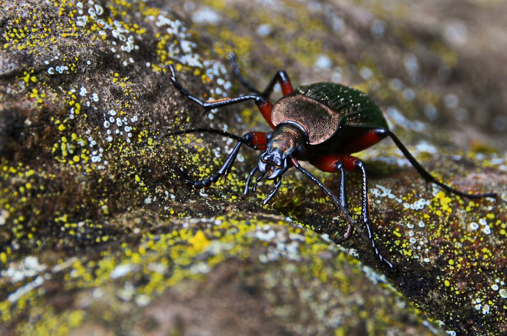 Жужелица Лошникова