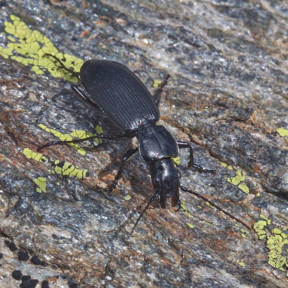 Pterostichus (Myosodus) variabilis variabilis