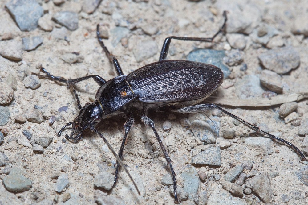 Жужелица Мирошникова