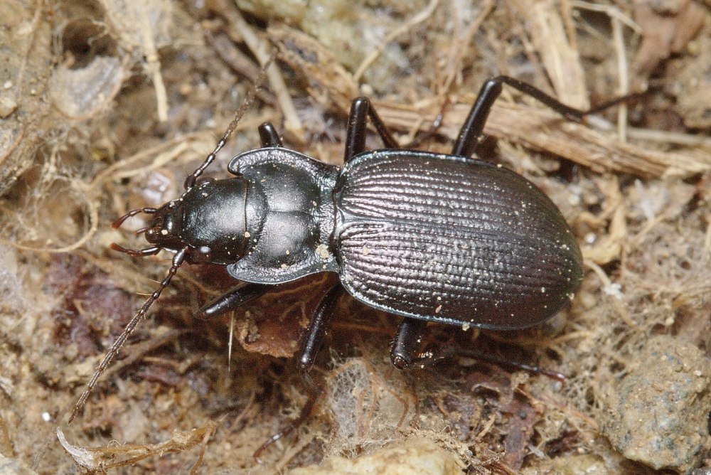 Жужелица окаймленная