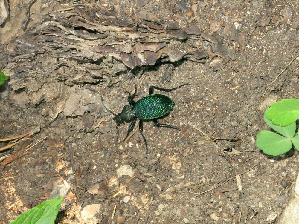 Жужелица Крымская красная книга