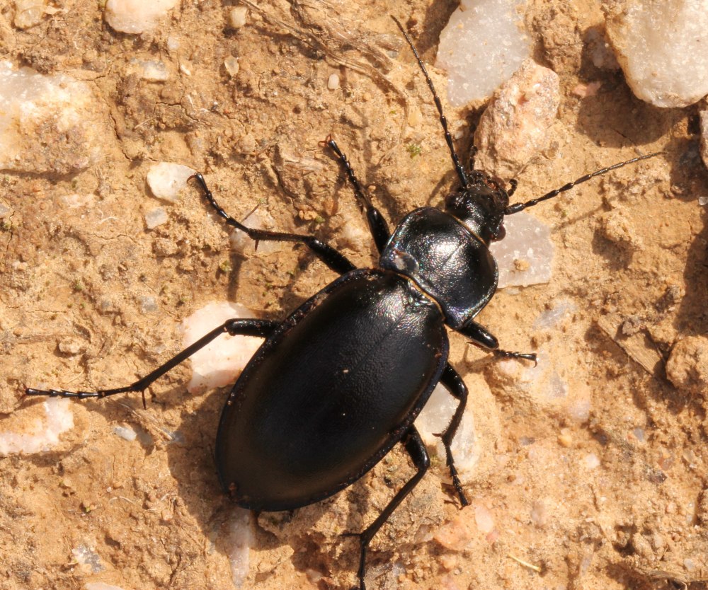 Carabus (=oreocarabus) glabratus (Paykull, 1790)