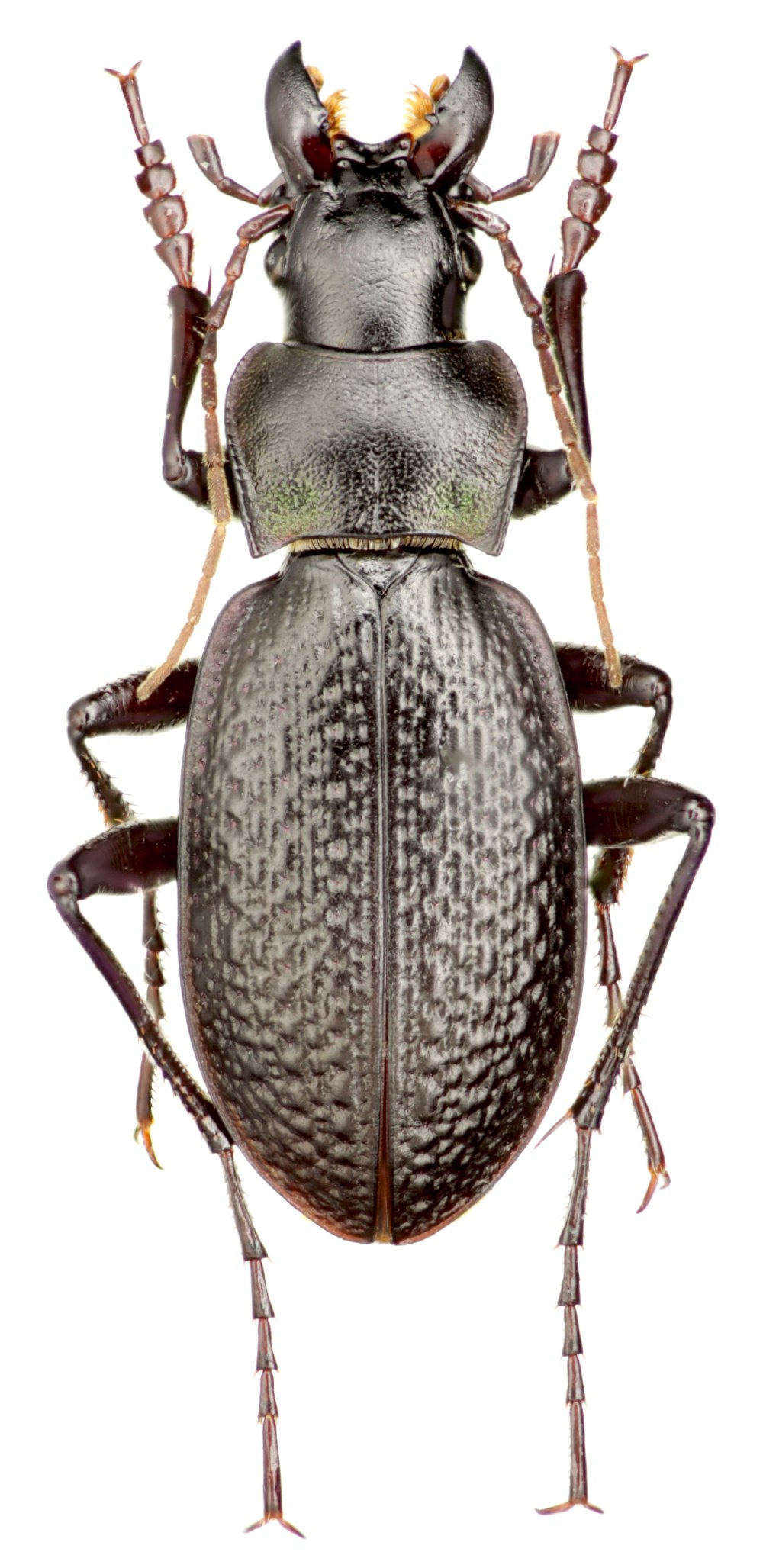 Жужелица Карабус