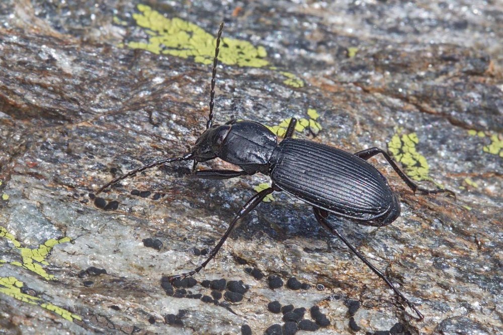 Campodus variabilis