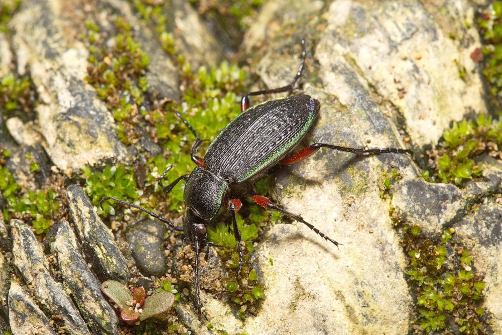 Lasiopsis faldermanni Kraatz, 1829