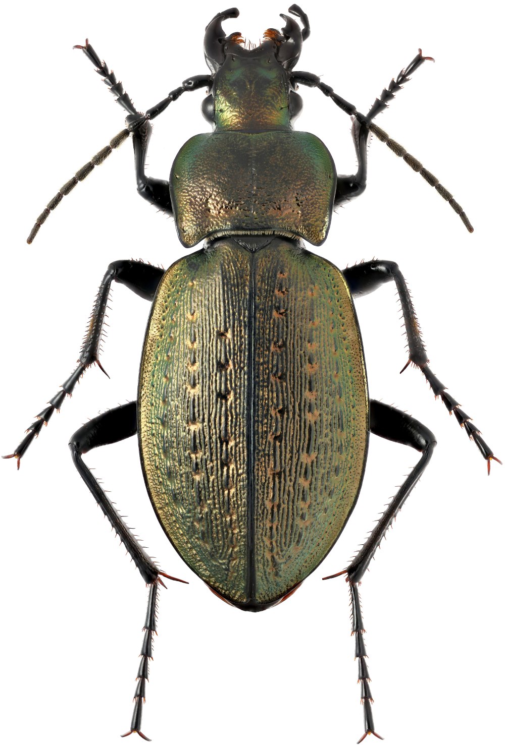 Жужелица Agra Schwarzeneggeri