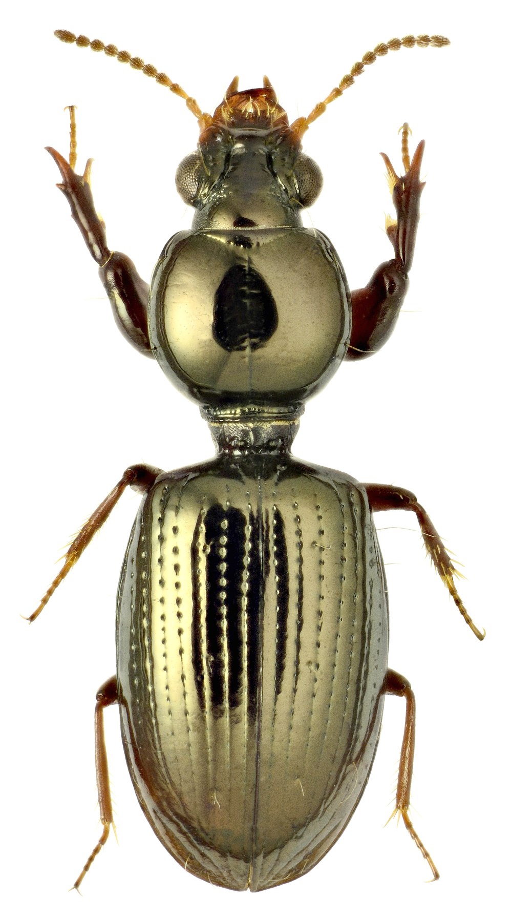 Жужелицы (подсемейство)