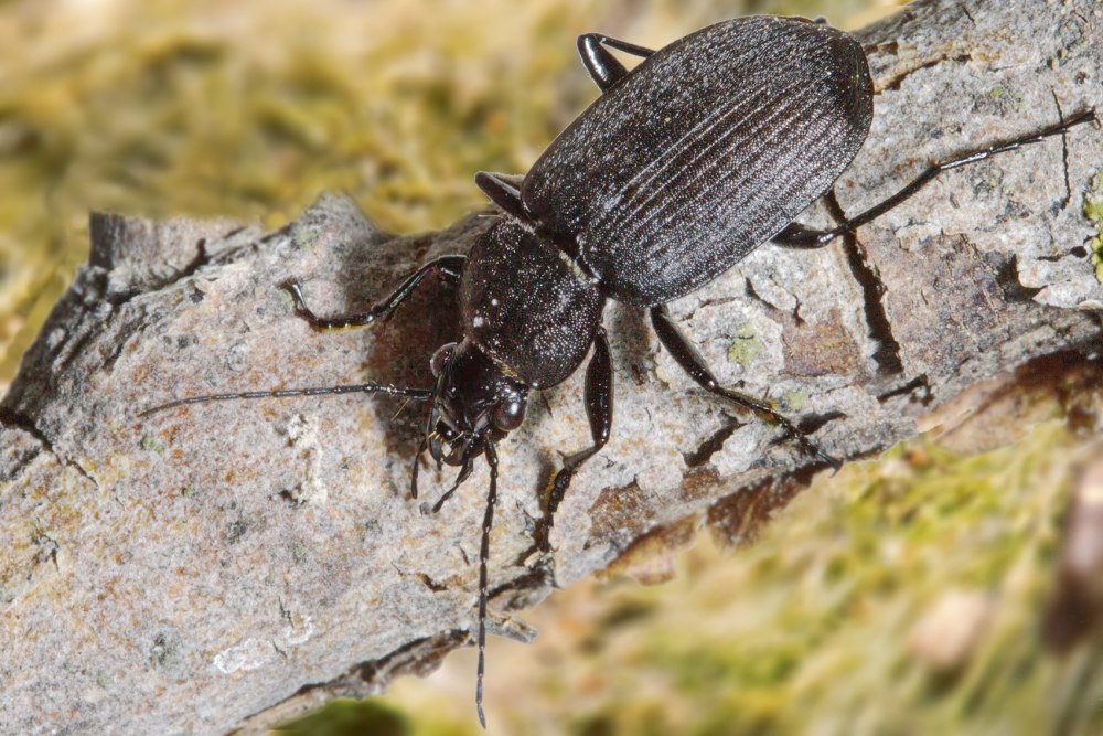 Жужелица Сибирская