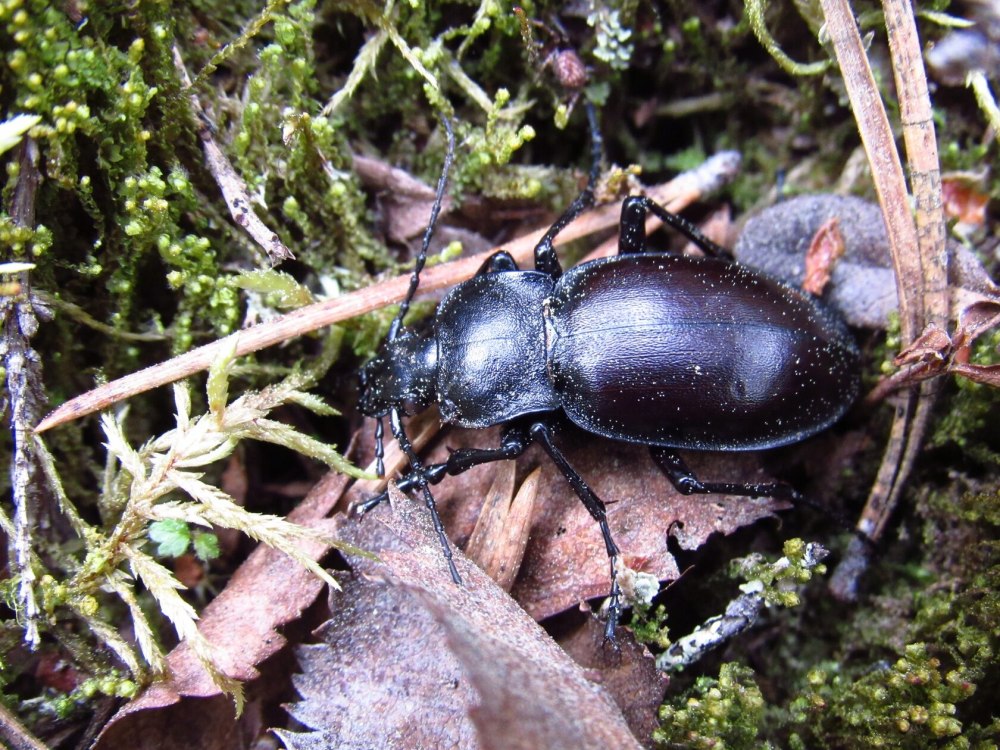 Carabus glabratus