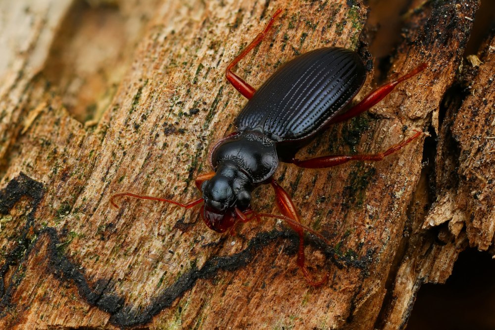 Жужелица макро