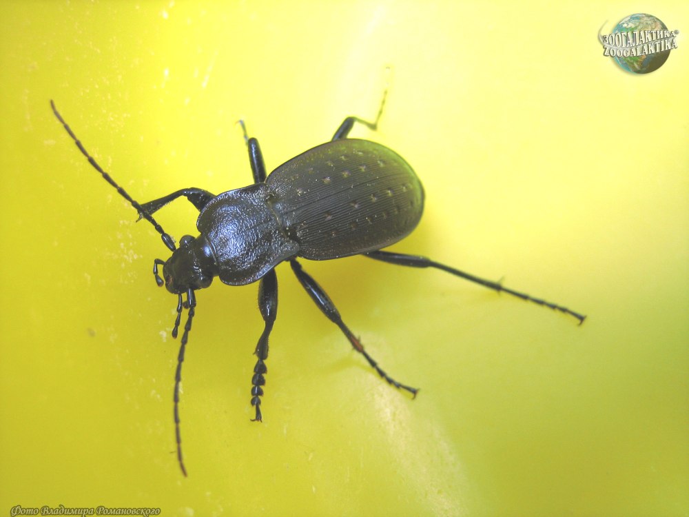 Жук Карабус жужелица Дубравная
